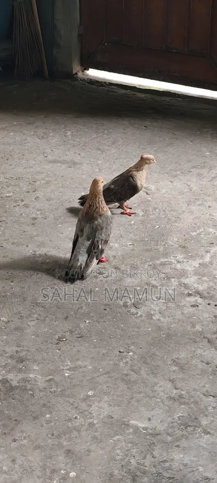 1 Set of Fancy Pigeons