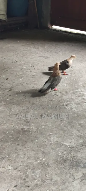 1 Set of Fancy Pigeons
