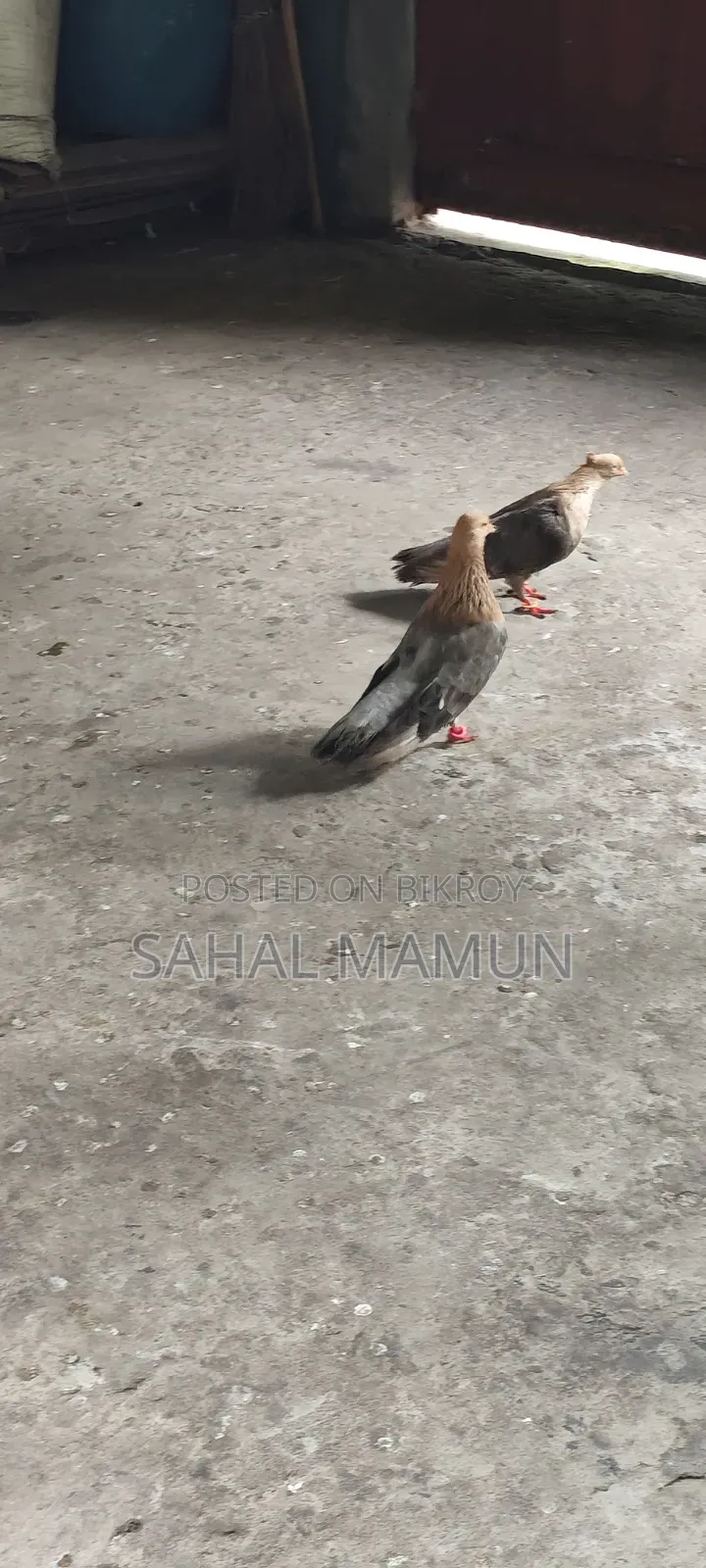 1 Set of Fancy Pigeons
