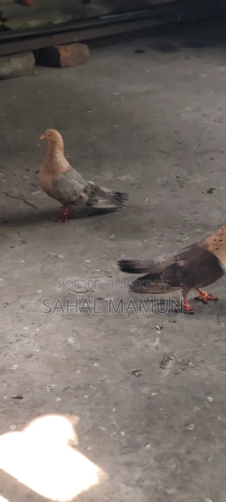 1 Set of Fancy Pigeons