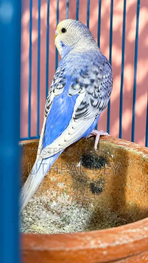 Budgerigar Bird Chicks