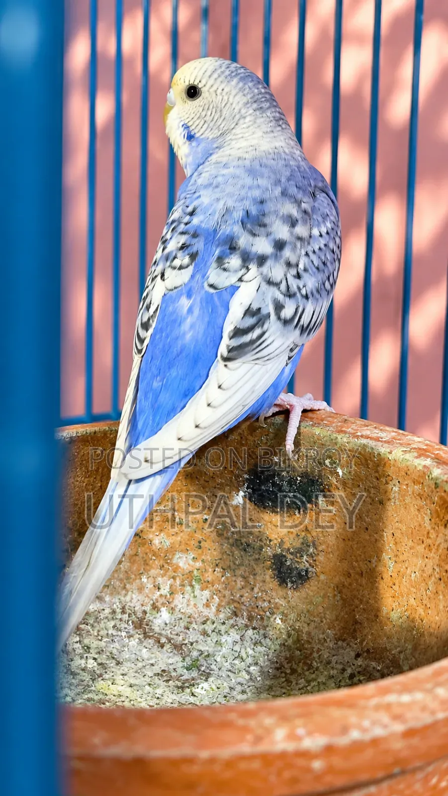 Budgerigar Bird Chicks