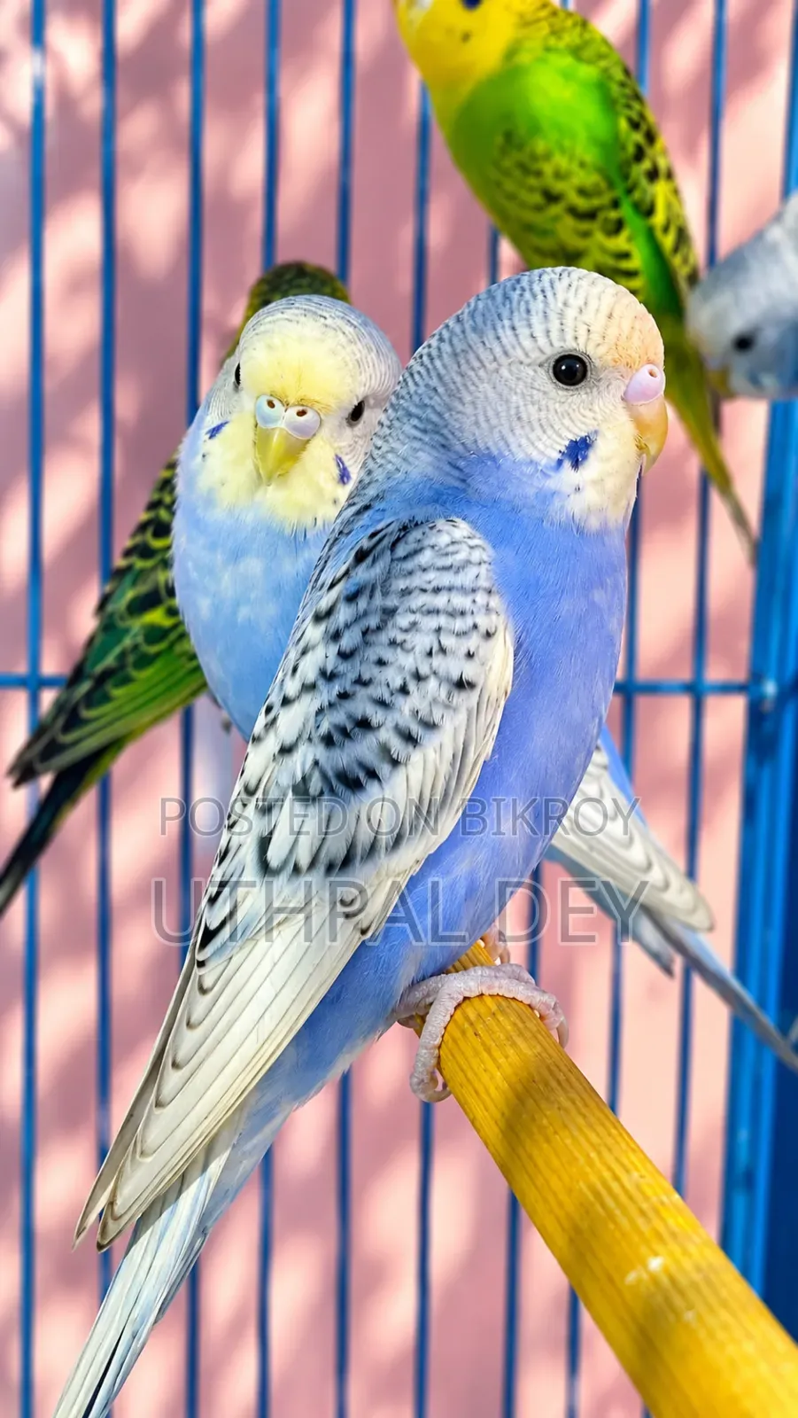Budgerigar Bird Chicks