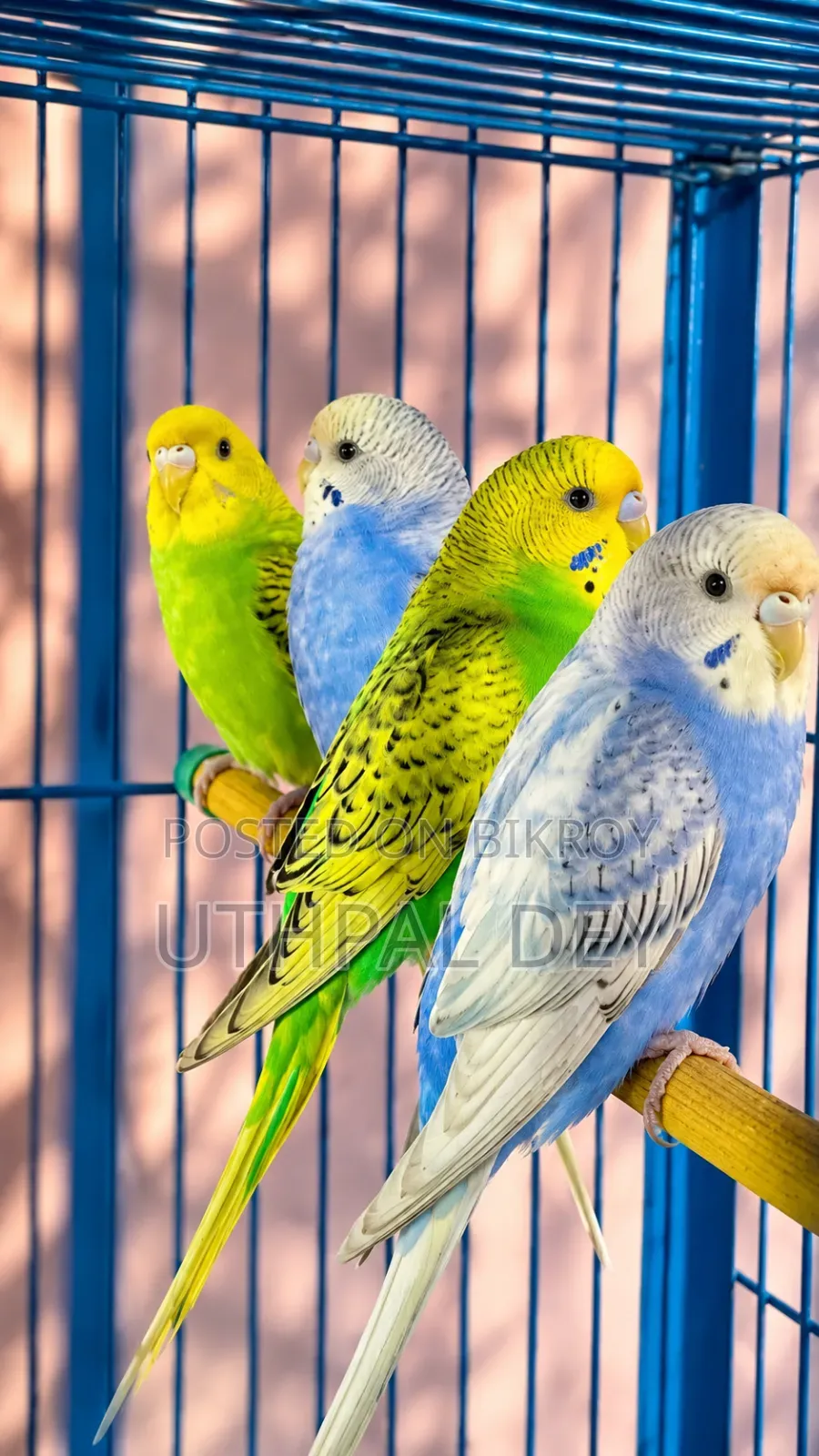 Budgerigar Bird Chicks