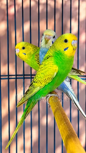Budgerigar Bird Chicks