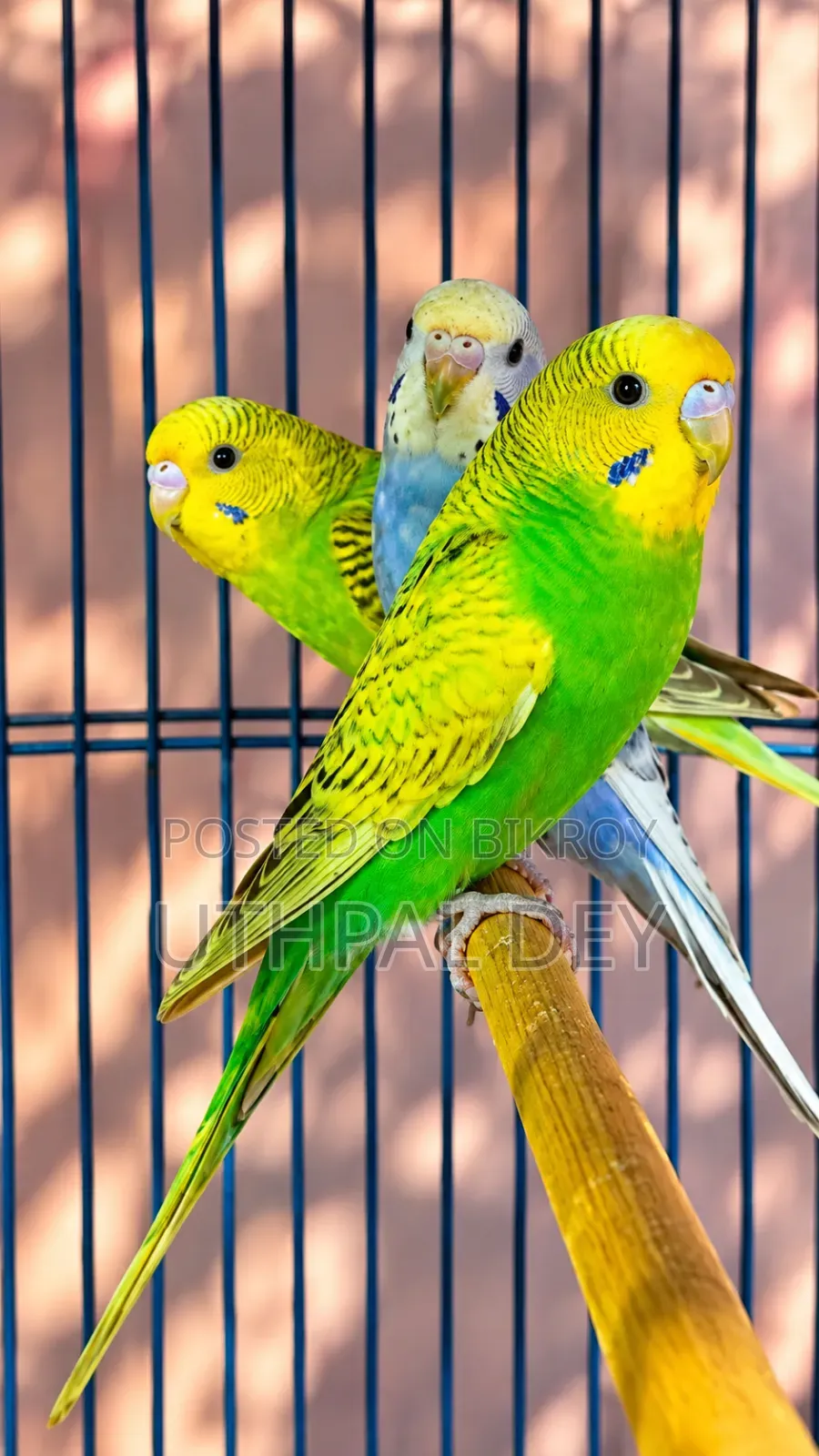 Budgerigar Bird Chicks