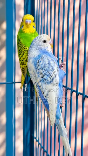 Budgerigar Bird Chicks