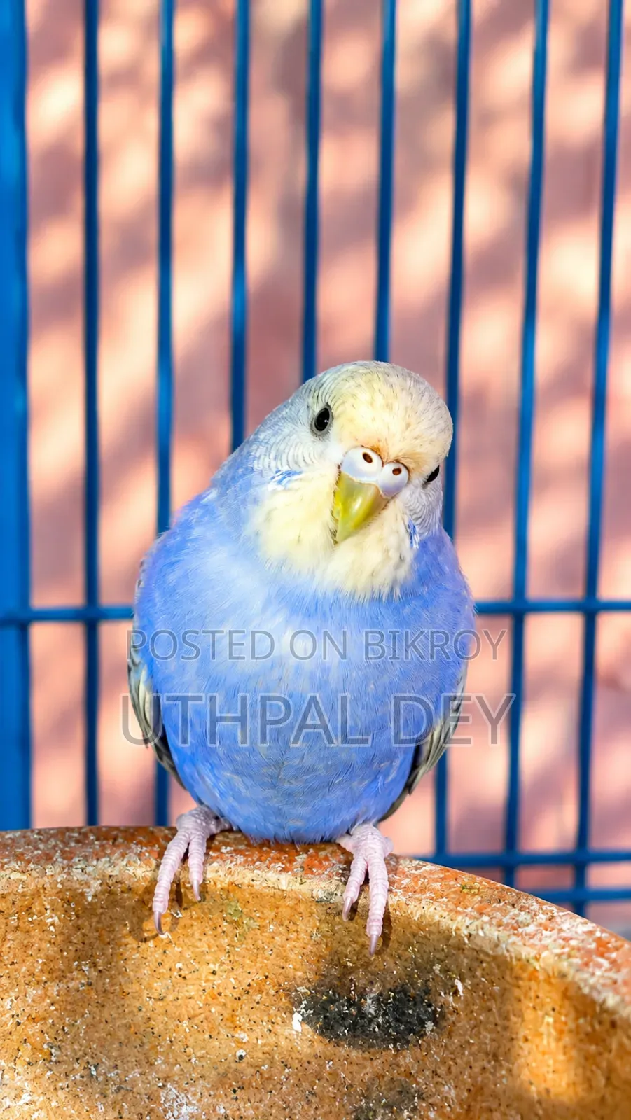 Budgerigar Bird Chicks