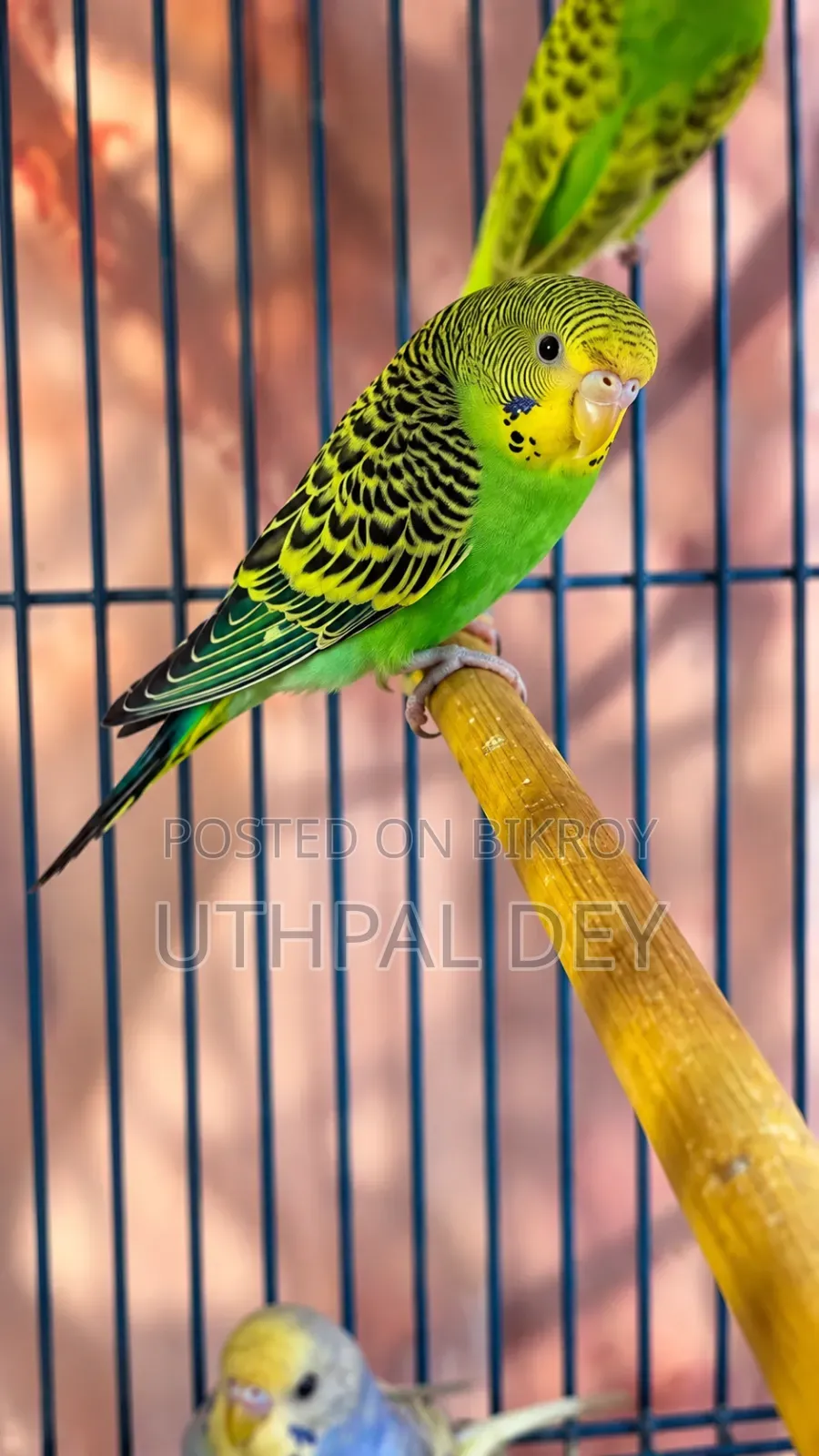 Budgerigar Bird Chicks