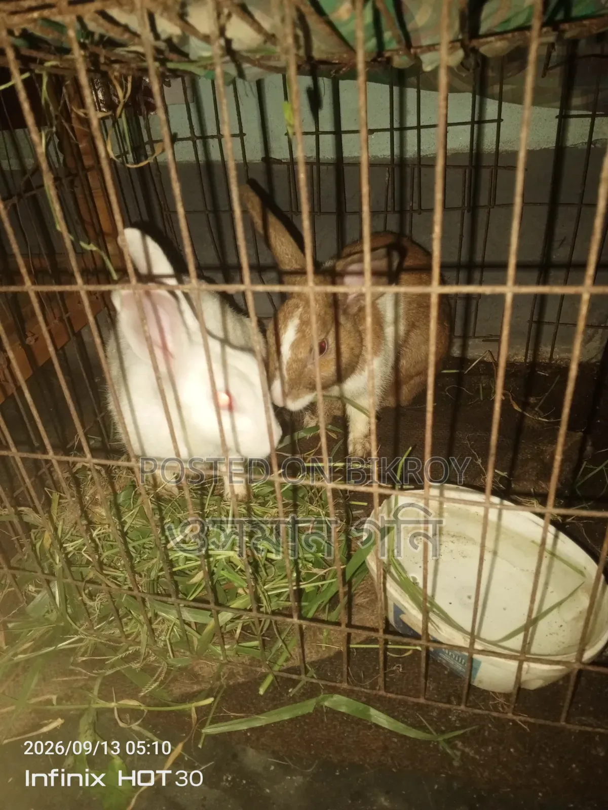 Rabbits for Sale