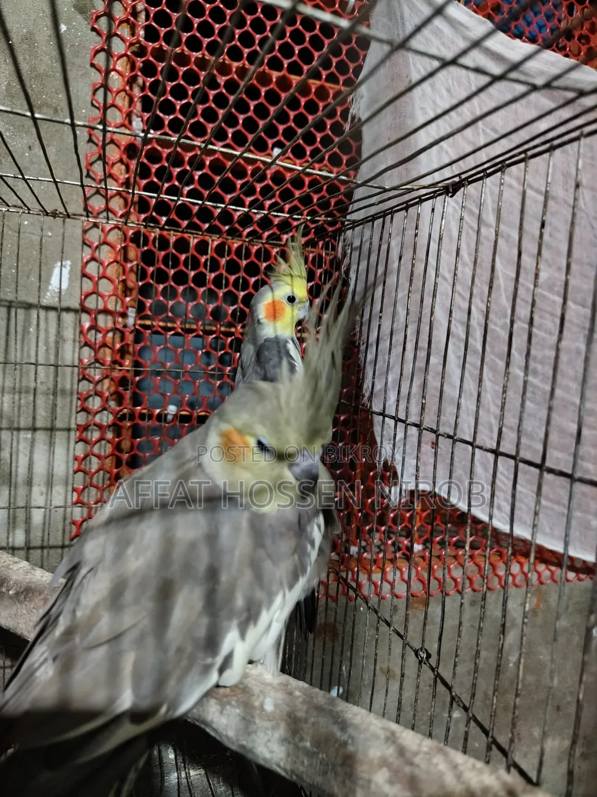 Gray Cockatiel