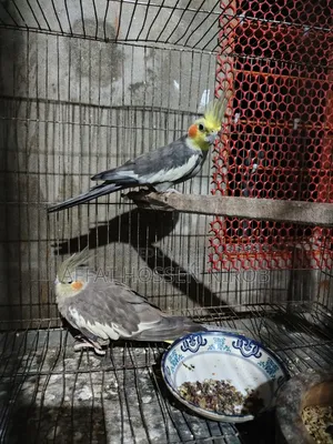 Gray Cockatiel
