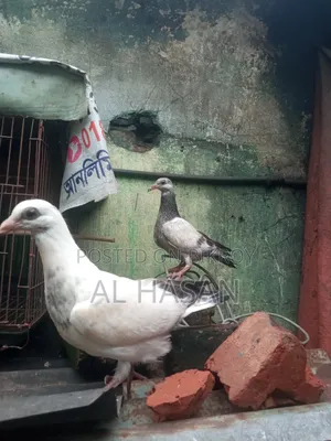 Grizzle Pigeon