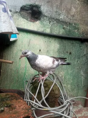 Grizzle Pigeon