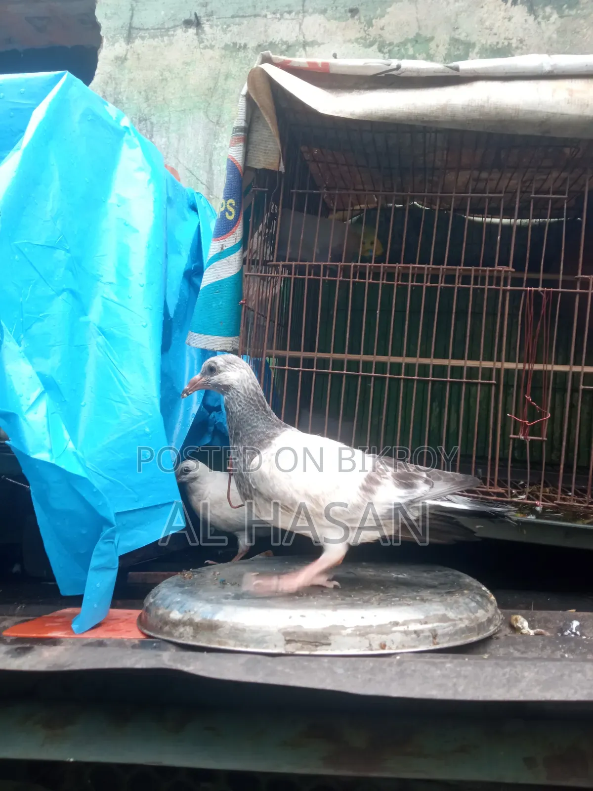 Grizzle Pigeon