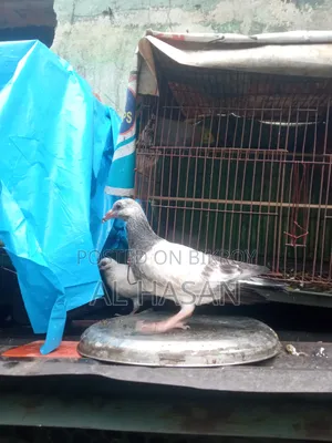 Grizzle Pigeon