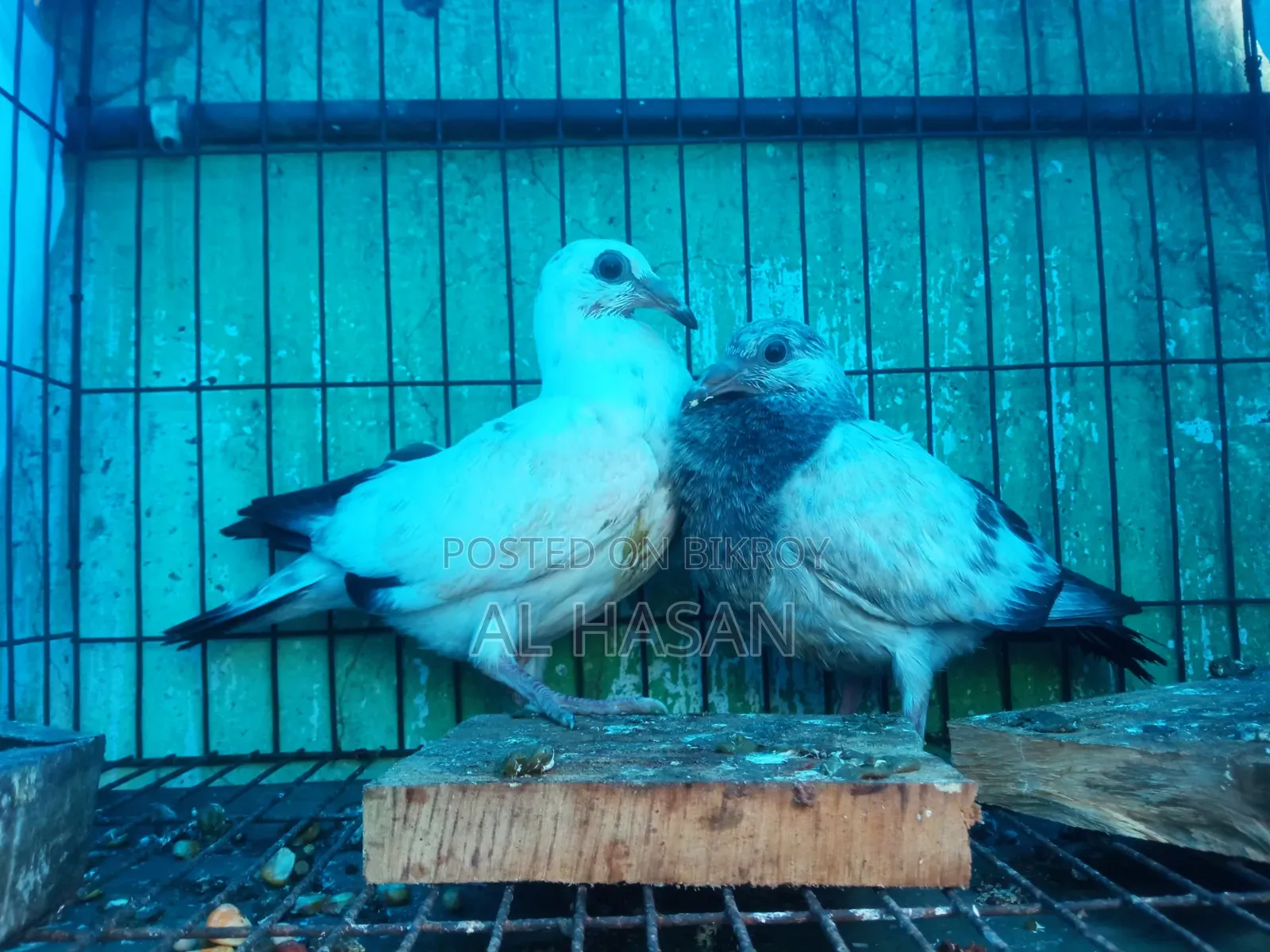 Grizzle Pigeon