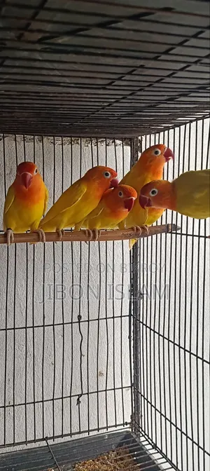 Love Birds