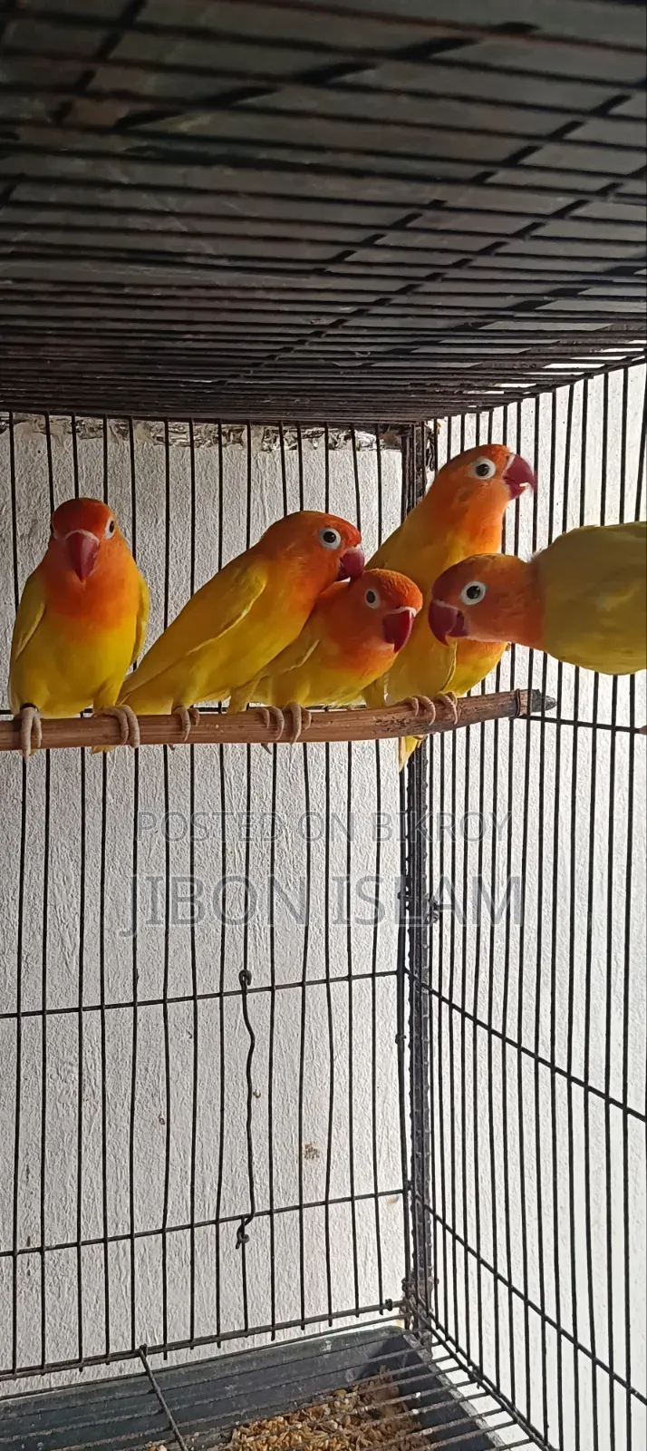 লাভ বার্ডস