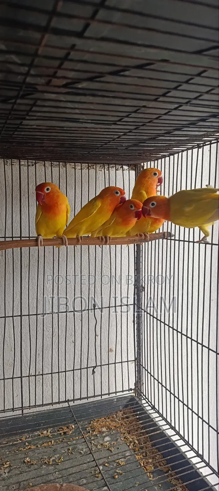 লাভ বার্ডস