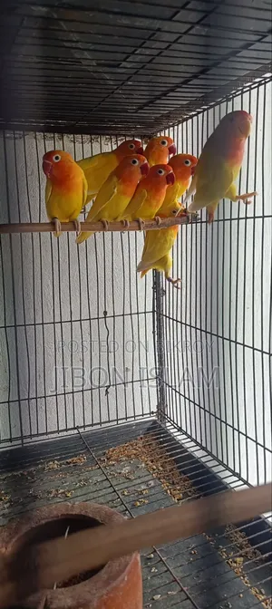 লাভ বার্ডস