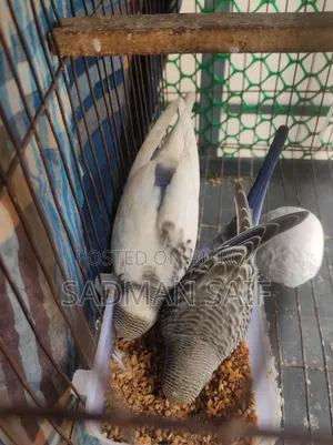 Pied Budgerigar Baby