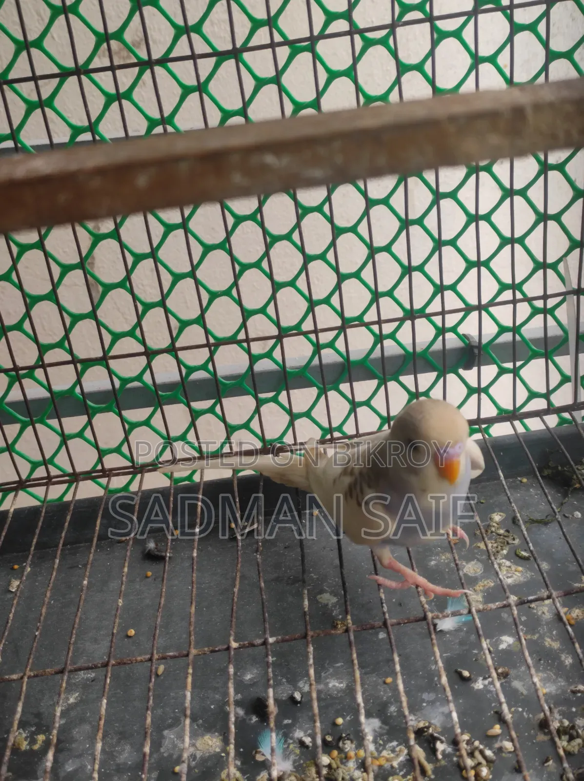 Pied Budgerigar Baby