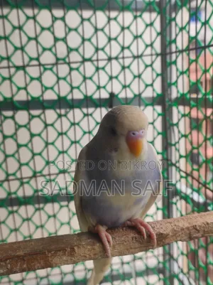 Pied Budgerigar Baby