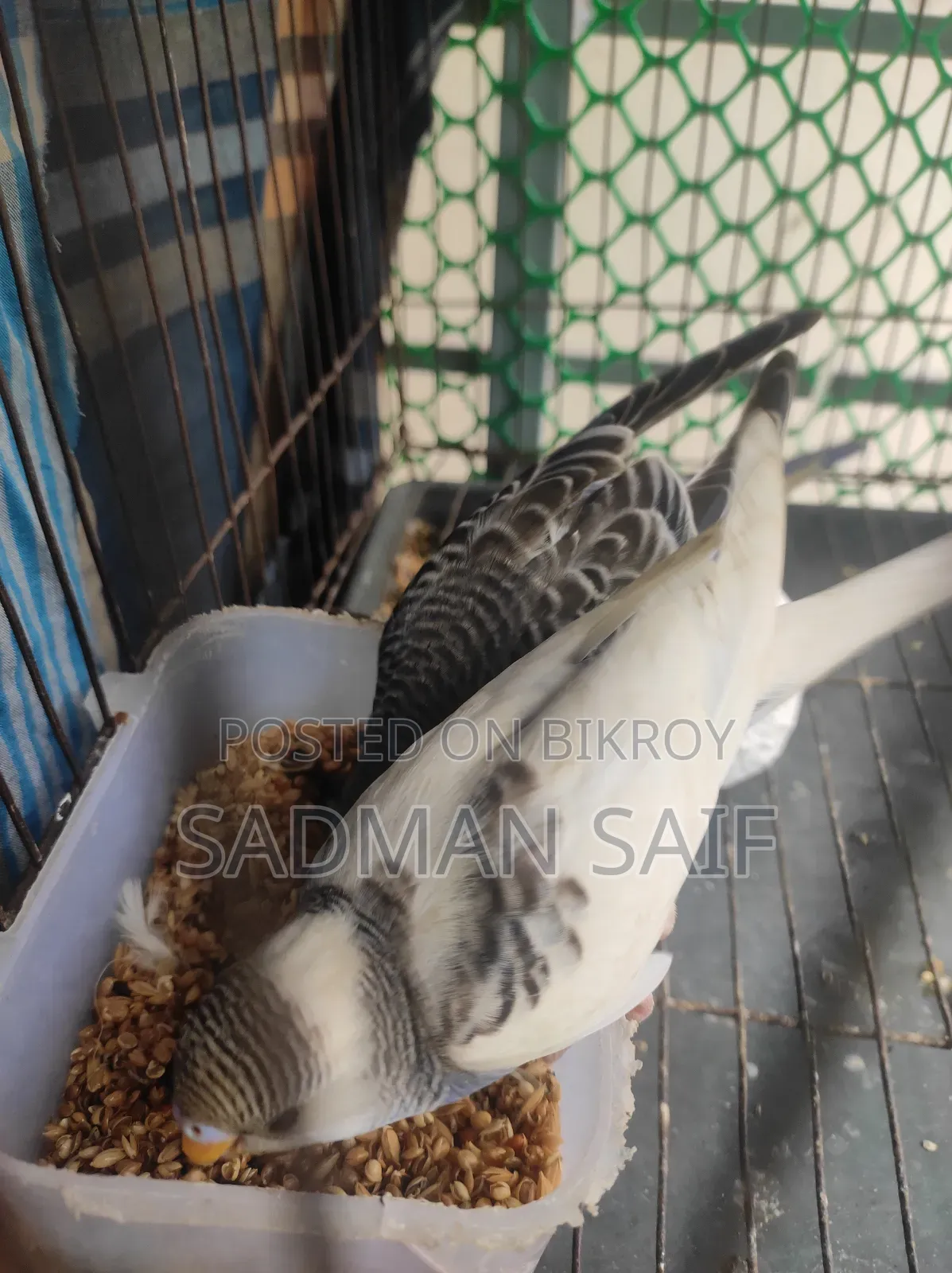 Pied Budgerigar Baby