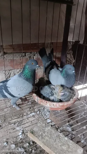 বাচ্চাসহ গিরিবাজ কবুতর