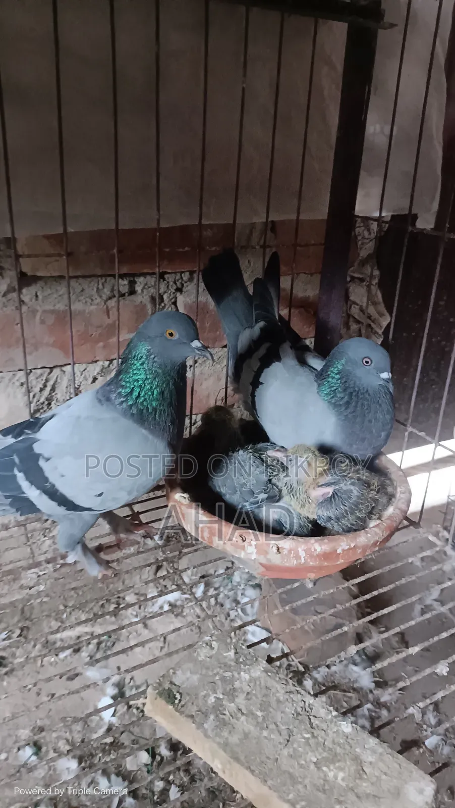 বাচ্চাসহ গিরিবাজ কবুতর