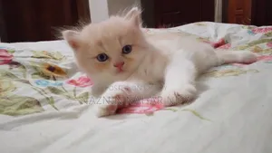 1-3 months Male Purebred Persian