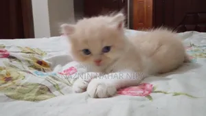 1-3 months Male Purebred Persian