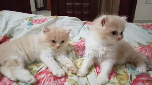 1-3 months Male Purebred Persian