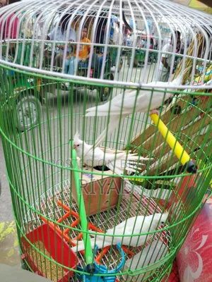 2 Adult Albino Cocktail and 1 Baby