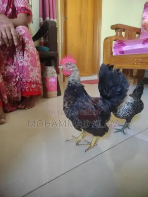 Serama Chicken