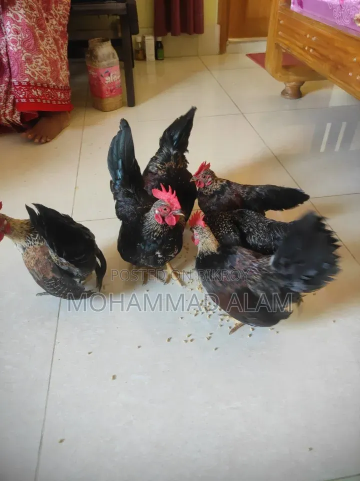 Serama Chicken