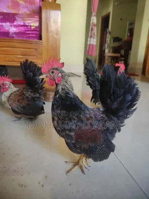 Serama Chicken