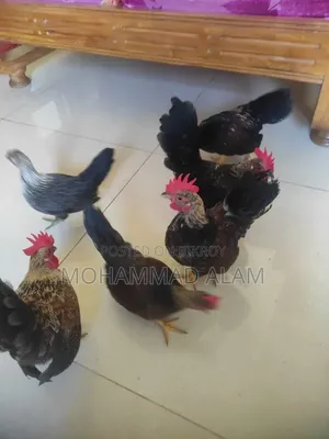 Serama Chicken