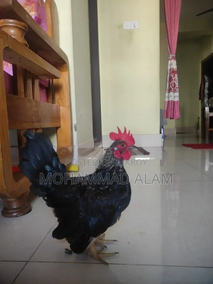 Serama Chicken