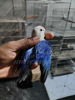 Df Violet Opaline