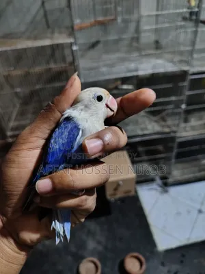 Df Violet Opaline