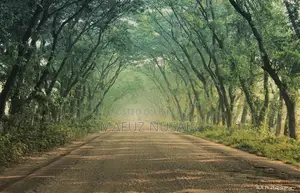 ক্যানন ১৩০০ডি লেন্সসহ