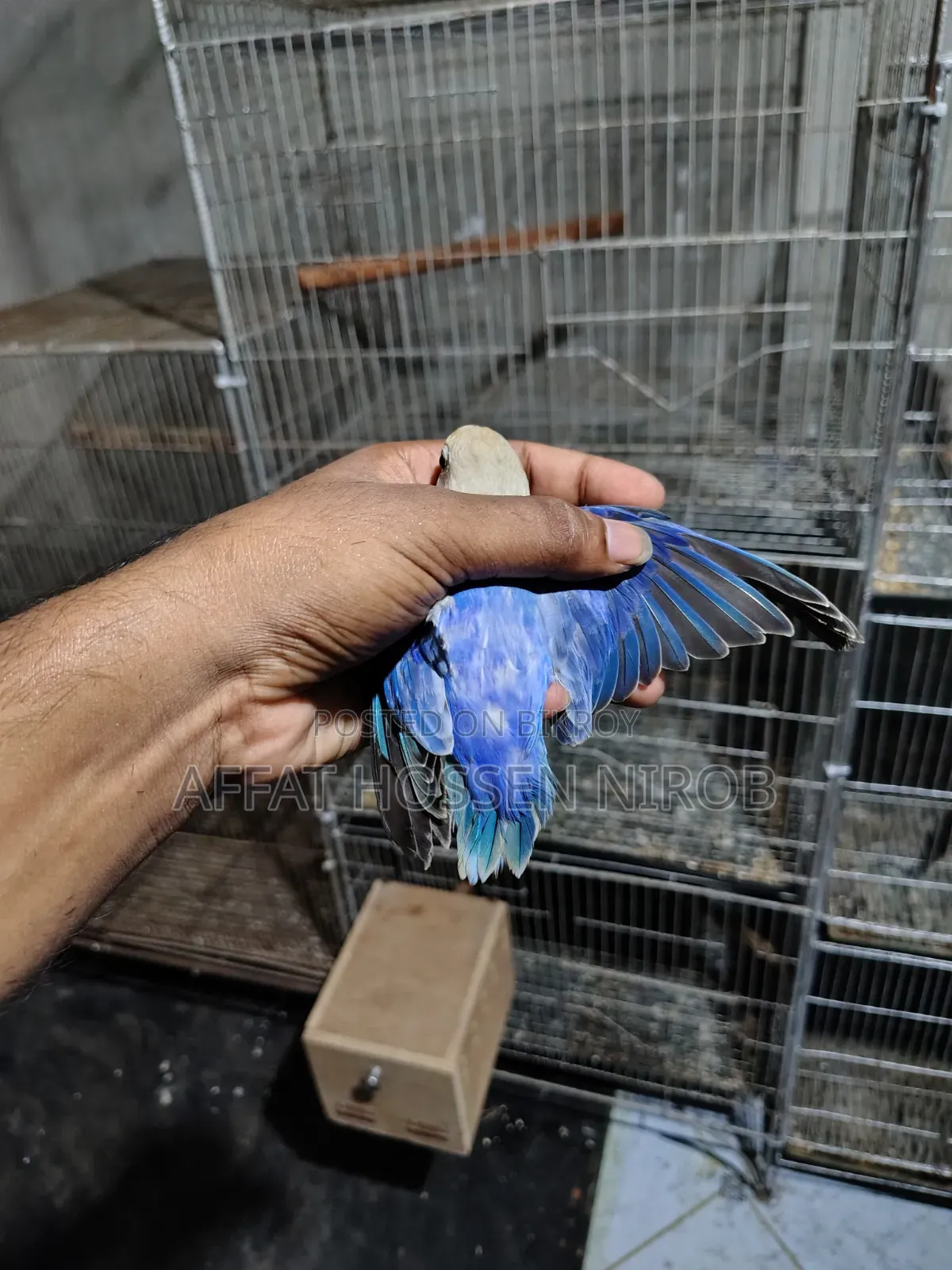 Df Violet Opaline