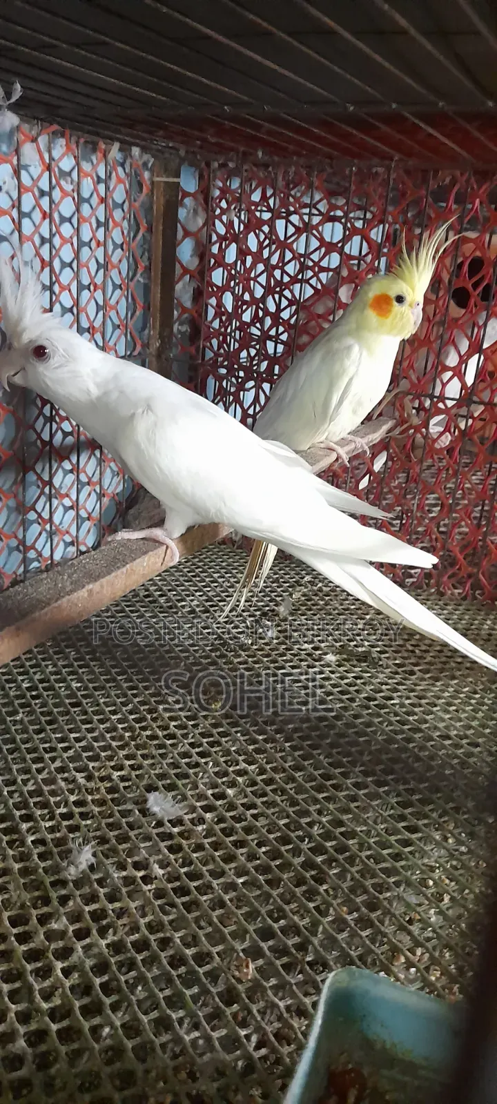 Cockatiel Bird