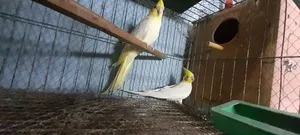 Cockatiel Bird
