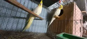 Cockatiel Bird