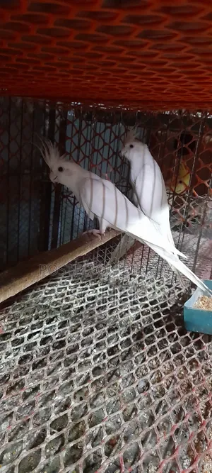 Cockatiel Bird
