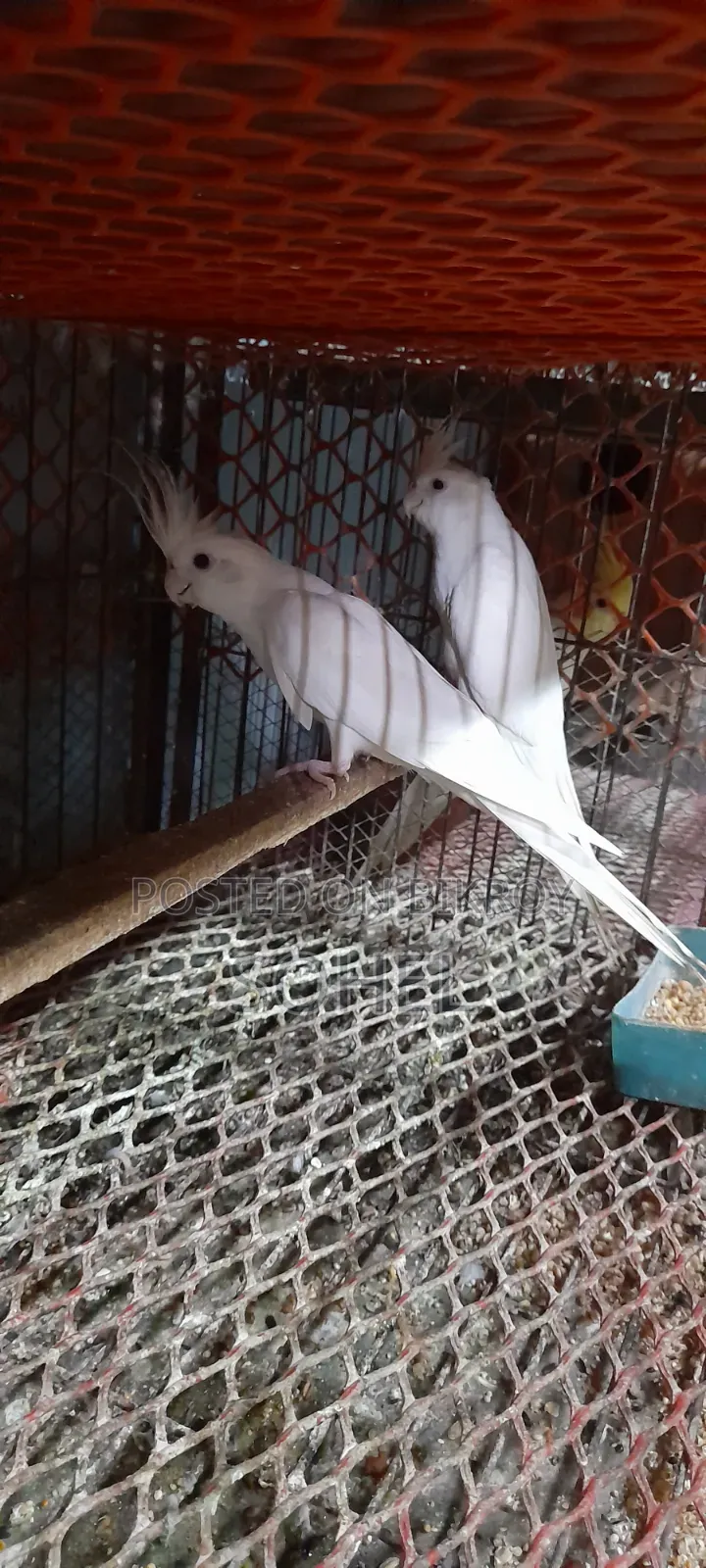 Cockatiel Bird