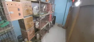 Cockatiel Bird